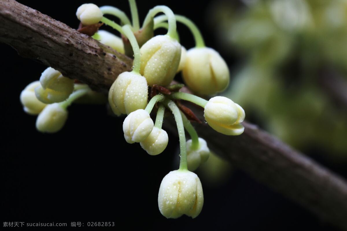 桂花 金桂 银桂 丹桂 秋桂 月桂 生物世界 花草