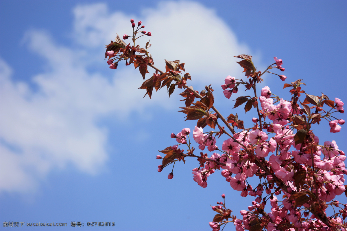 樱花 树枝 花朵 红花 天空 蓝天 云彩 花花世界 生物世界 花草