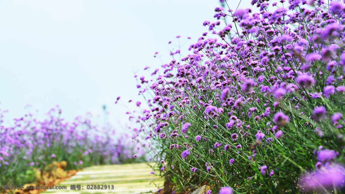 桐梓花海 马鞭草 紫色 一片 花海 旅游摄影 国内旅游