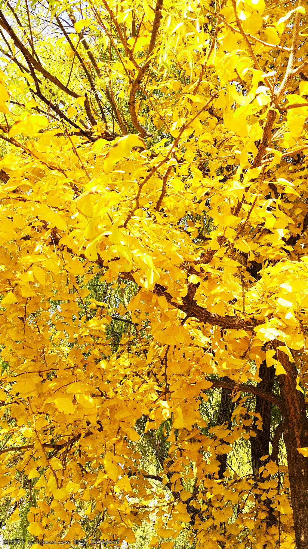 银杏叶 金色叶子 秋天 秋叶 金黄色叶子 自然景观 自然风景