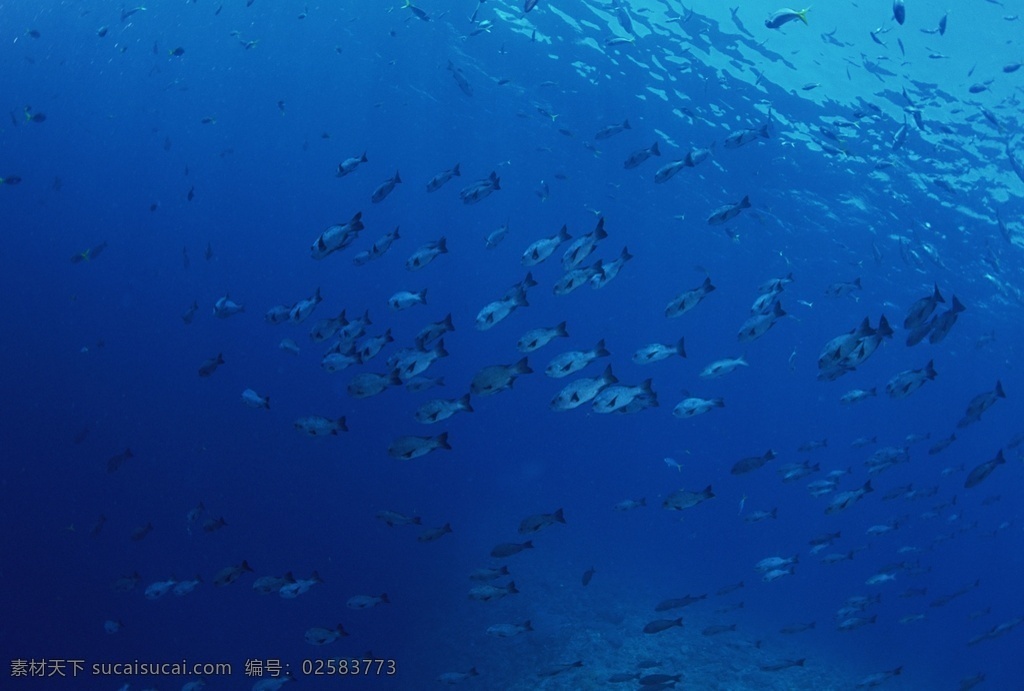 海洋 里面 鱼群 大海深处 海洋深处 海底的鱼群 海底世界 热带鱼 深邃的大海 大洋深处 大洋 海底 大海 群鱼 水下世界 游弋的鱼群 生物世界 鱼类
