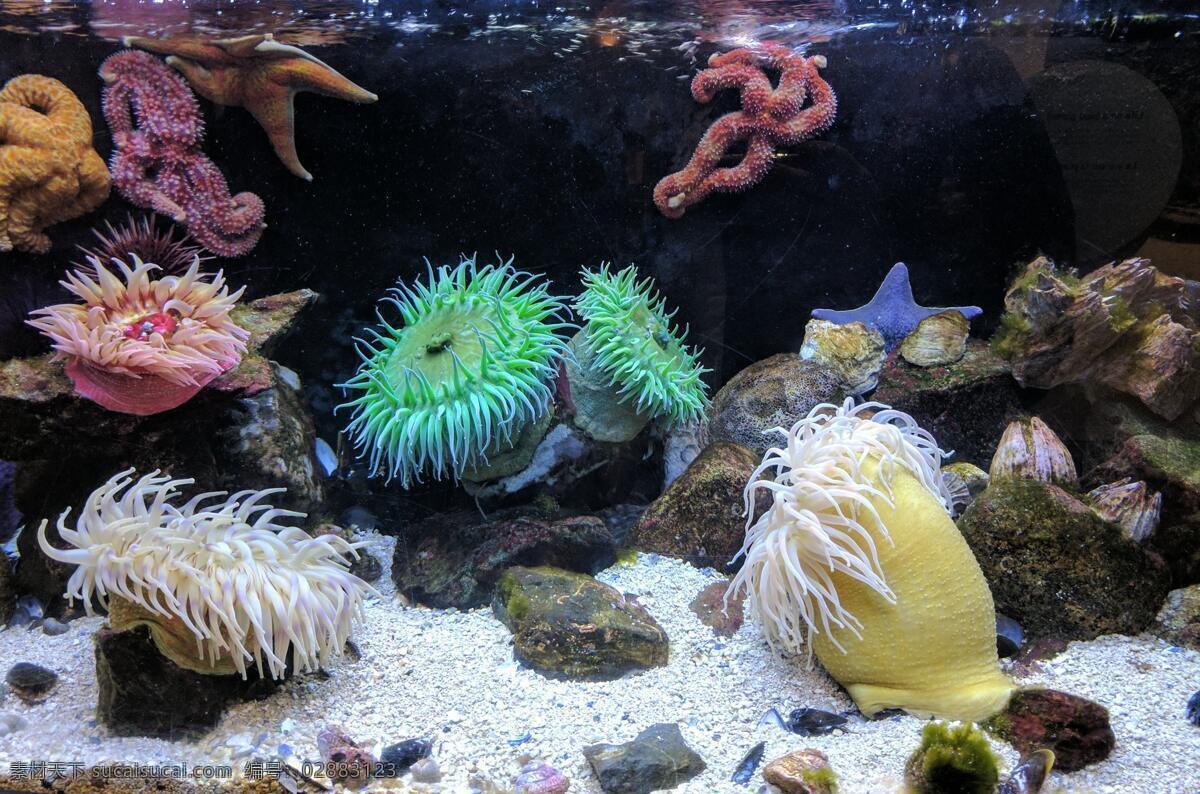海底世界 海底 鱼 珊瑚 海龟 热带鱼 咸水鱼 海洋生物 海洋景观 鲸鱼 鲨鱼 乌龟 鲤鱼 钓鱼 金鱼 锦鲤 大海 海鱼 海洋馆 海洋世界 海洋 海底总动员 海豚 海底背景 海洋背景 水族馆 水族世界 深海鱼宫 水下世界 海底鱼 海洋鱼 海底生物 鱿鱼 鱼群 虾 水母 海马 河鱼 观赏鱼 海蛇 生物世界