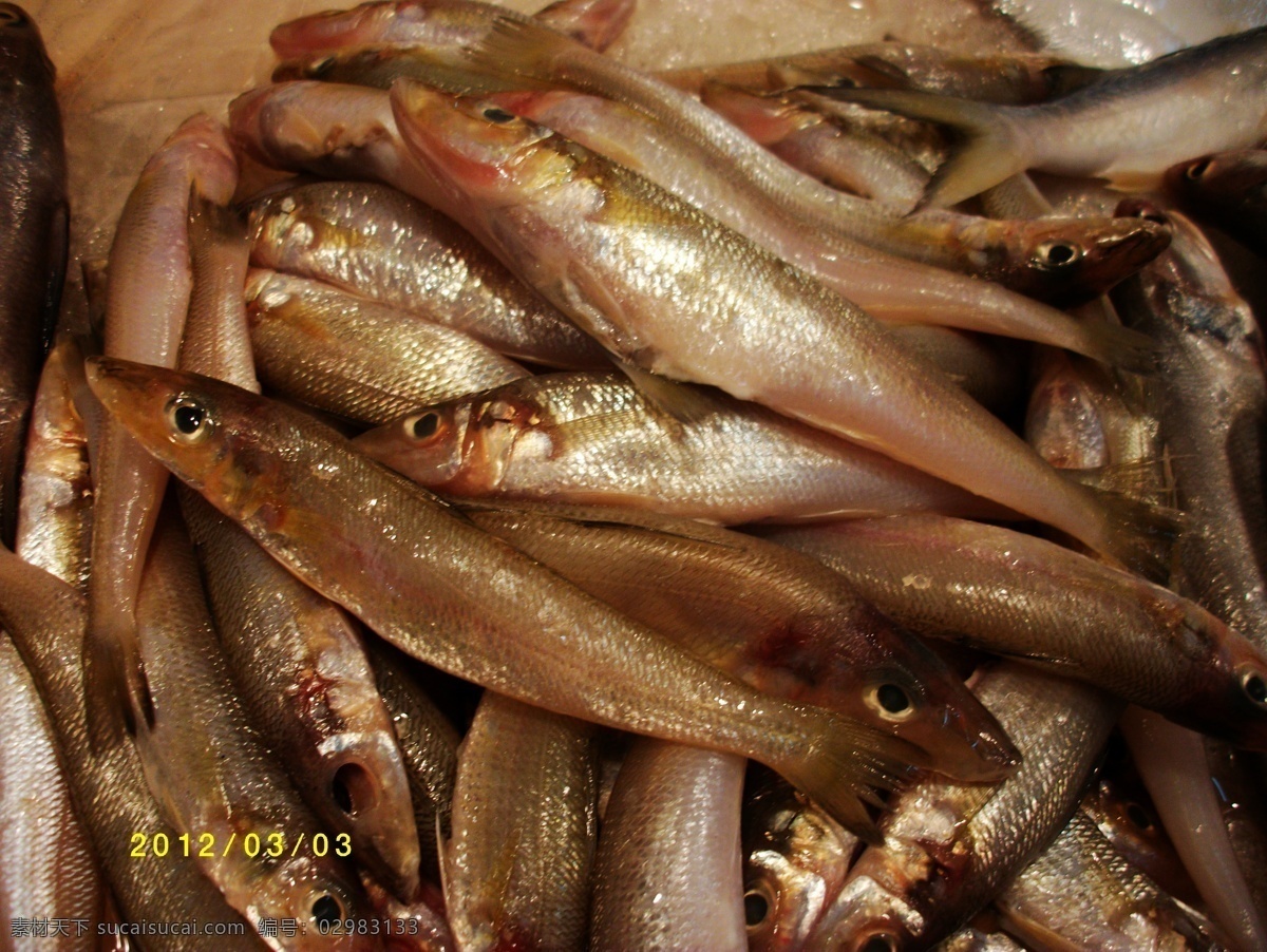 沙 尖 鱼 海鲜 海洋生物 海鱼 生物世界 鱼类 沙尖鱼 自助餐鱼 美食鱼 鱼类图