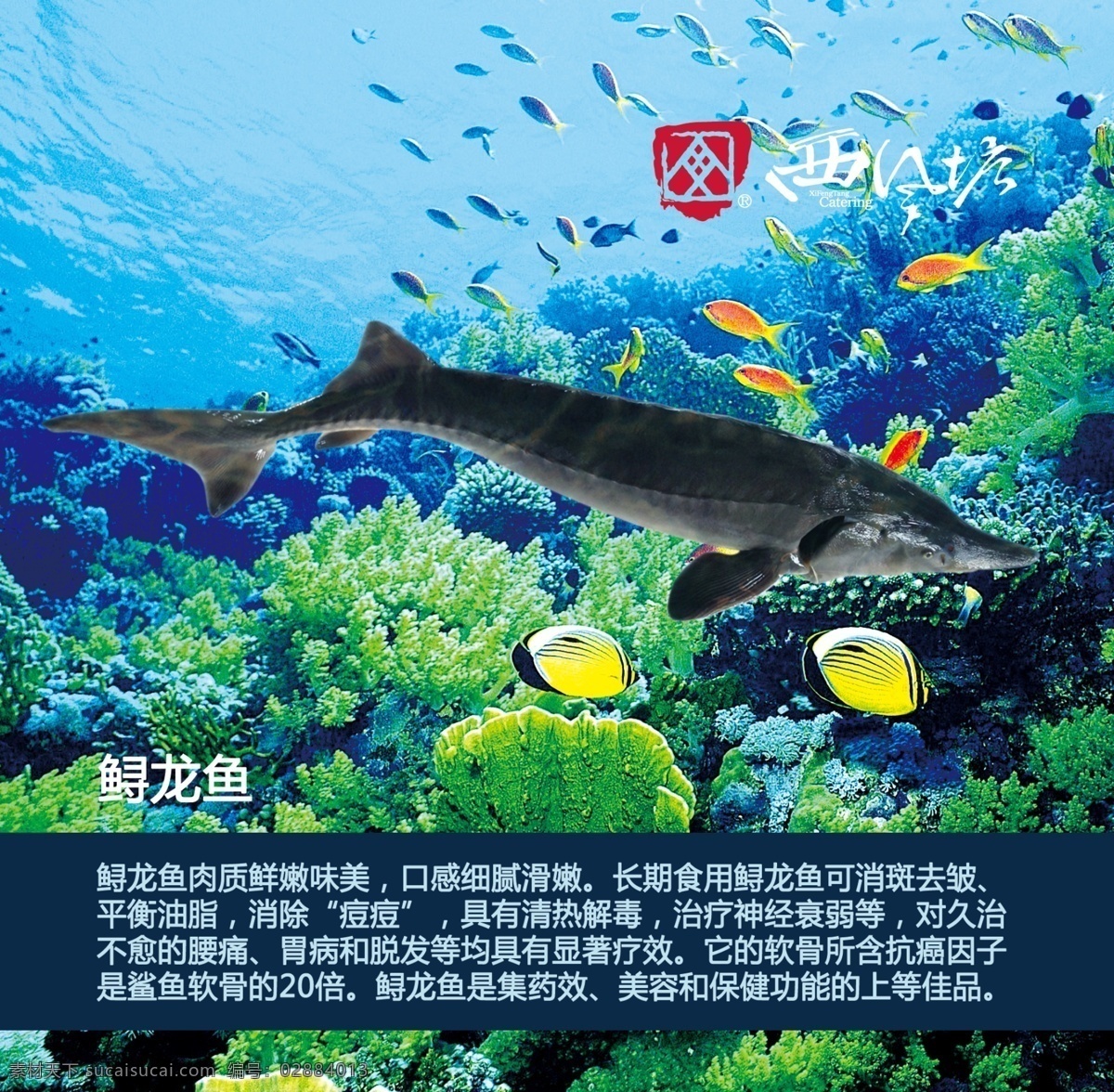 鲟龙鱼 海鲜 鱼 鱼类 水族馆 点菜灯箱 鱼馆 鱼市 鱼种类 简介 介绍 海洋 海水 水族馆背景 水底 海底 海底世界 海洋世界