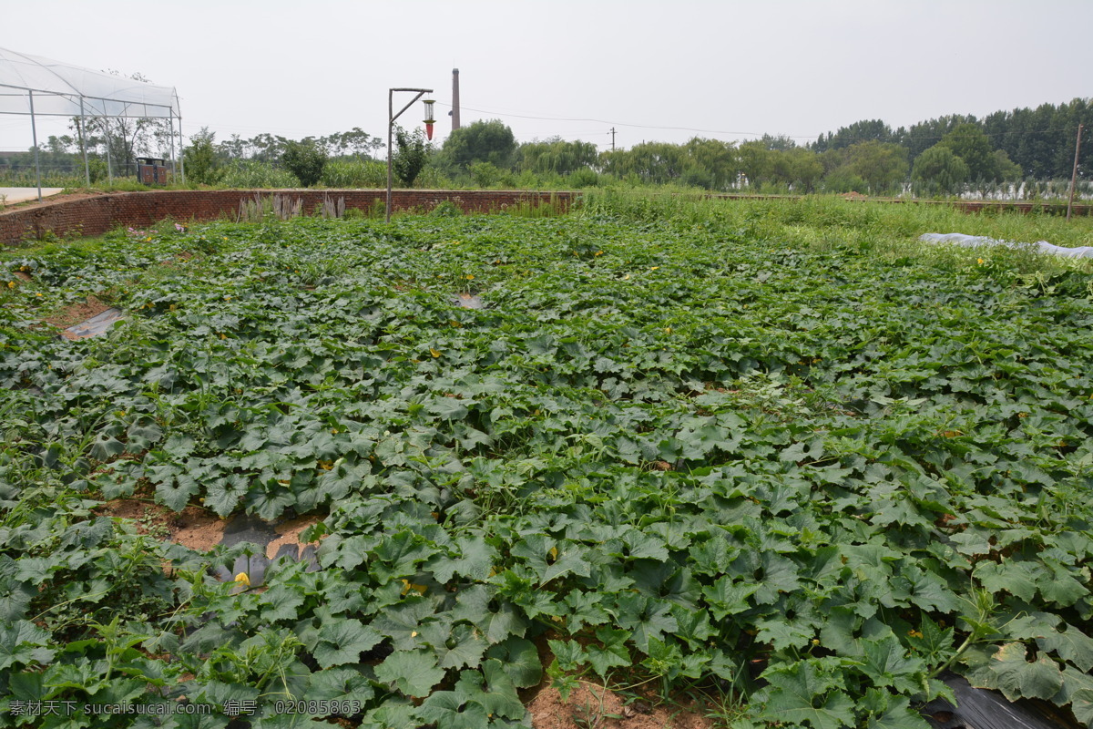 冬瓜 新鲜 蔬菜 营养 镜头中的世界 生物世界