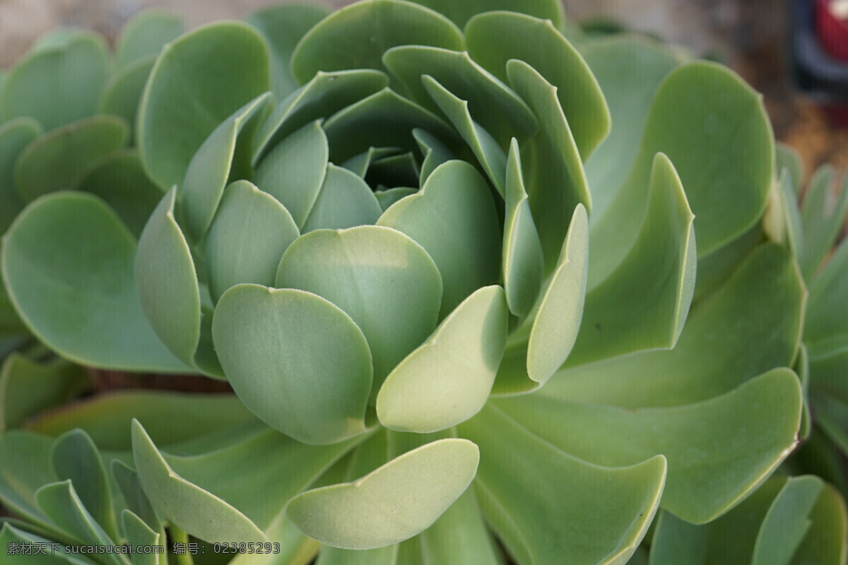 多肉植物 玉蝶 观赏 微型盆栽 景天科 特写 萌肉 绿色植物 静物拍摄 生物世界 花草