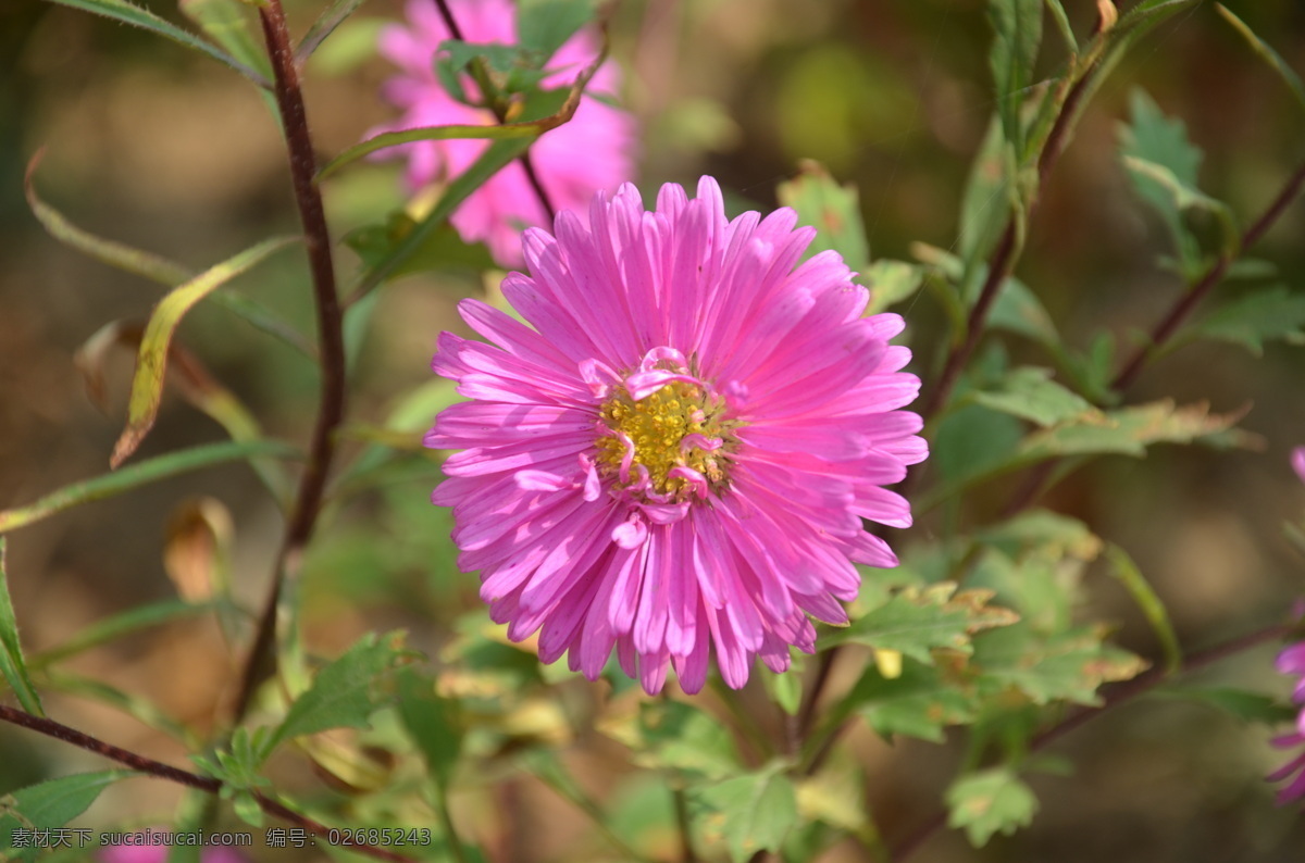 多层 花草 花卉 生物世界 紫红色 翠菊 江西腊 七月菊 蓝菊 头状花序 单生 枝顶 总苞片 叶状 舌状花 花卉系列
