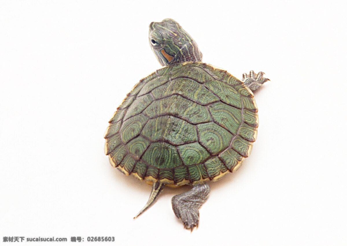 小 动物 动物世界 海龟 乌龟 小动物 千年乌龟 王八 生物世界