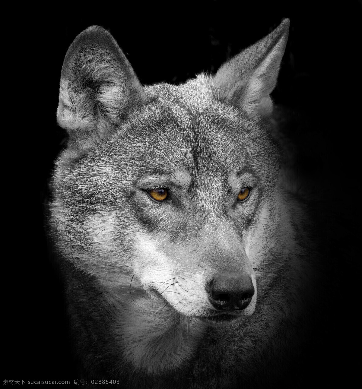 唯美 动物 可爱 宠物 狗 小狗 哈士奇 生物世界 家禽家畜