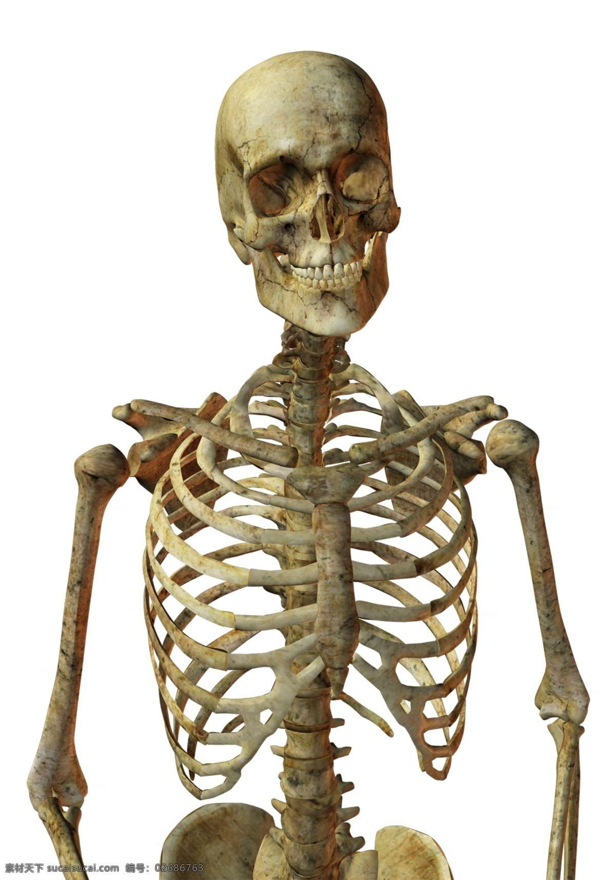 骷髅人 人体 骨骼 结构图 psd素材 骨骼图片 骷髅图片 人体骨骼 人体骨架图 骨架图片 骷髅素材 psd源文件