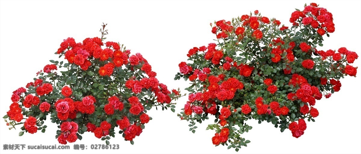 月季 花 源文件库