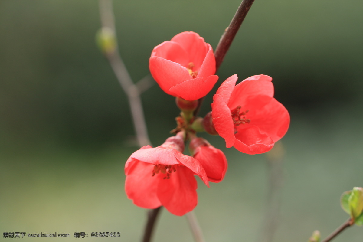 海棠花 春天 红色 花草 摄影图片 生物世界 棠花 psd源文件