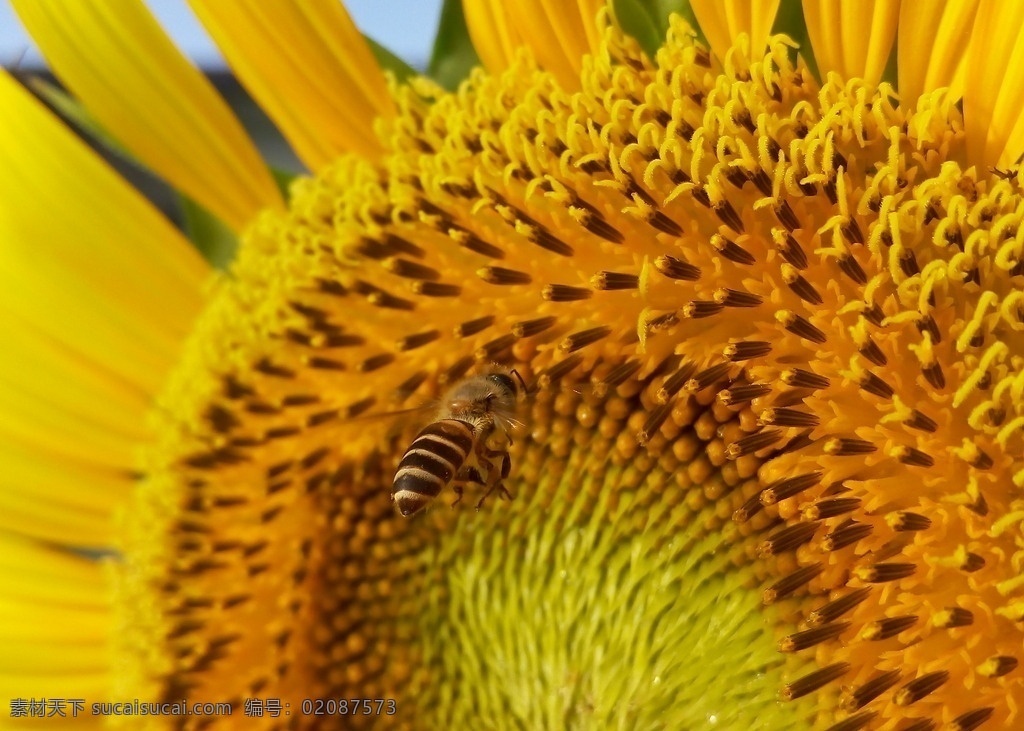 向日葵 蜜蜂 蜜蜂采蜜 向日葵局部 细节 未熟向日葵 向日葵花 向日葵种植 向日葵种植地 花草 生物世界