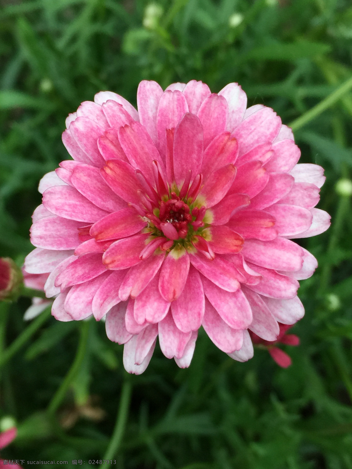 金盏菊 菊花 鲜花 花朵 花瓣 高精图片 生物世界 花草