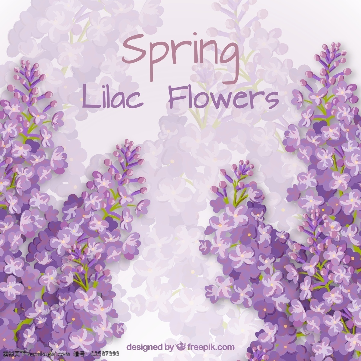丁香花卡 花 手 卡 自然 春天 手绘 可爱的植物 绘画 春天的花 美丽的画 素描 写生 开花 丁香 白色