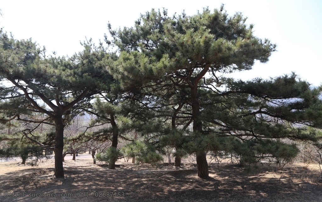 松枝 松树 松柏 自然景观 美丽北京 植物 树木 风景 树冠 树枝 树叶 树木树叶 生物世界