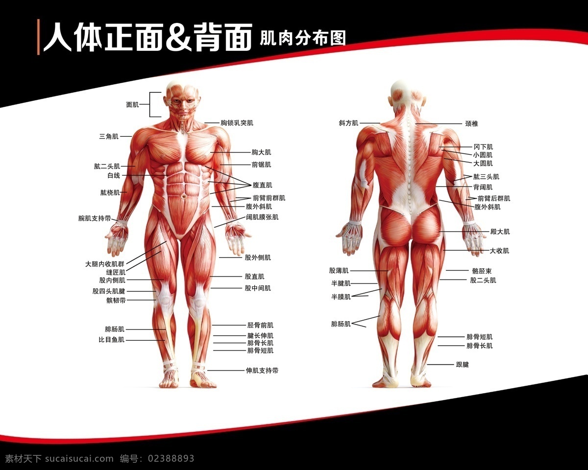 人体肌肉 分布图 人体正面 人体背面 肌肉分布图 肌肉 psd分层
