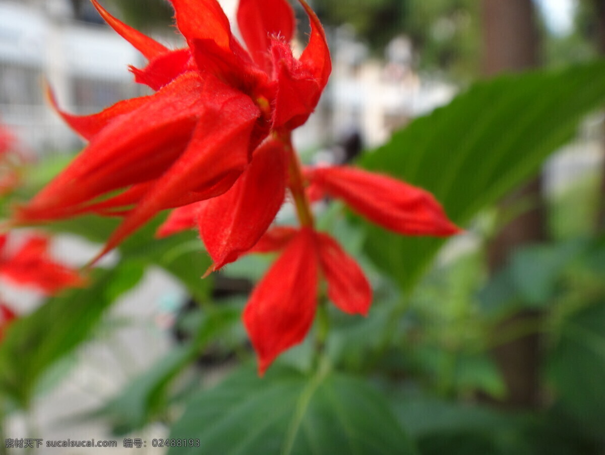 一串红 花 红花 花朵 花草 草本 花卉 花园 红色 大红 朱红 植物 鲜艳 生物世界