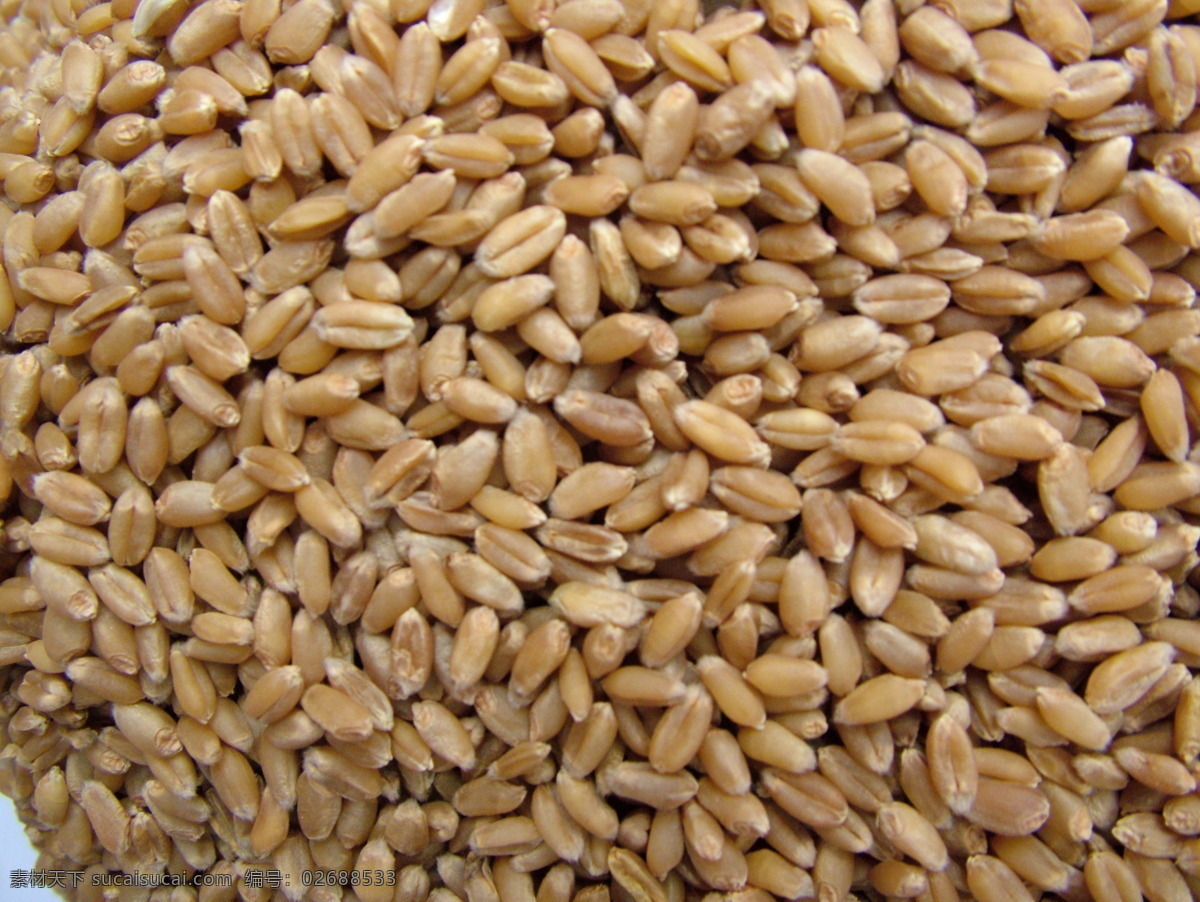 小麦 麦子 农粮 粮食 作物 麦粒 高清小麦 食物原料 餐饮美食
