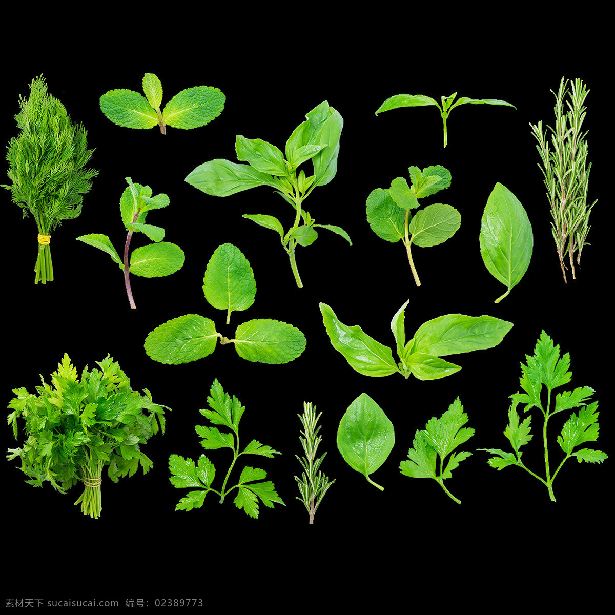 小 清新 绿叶 植物 元素 png元素 环保 绿色 免抠元素 实物 透明元素 小清新 有机