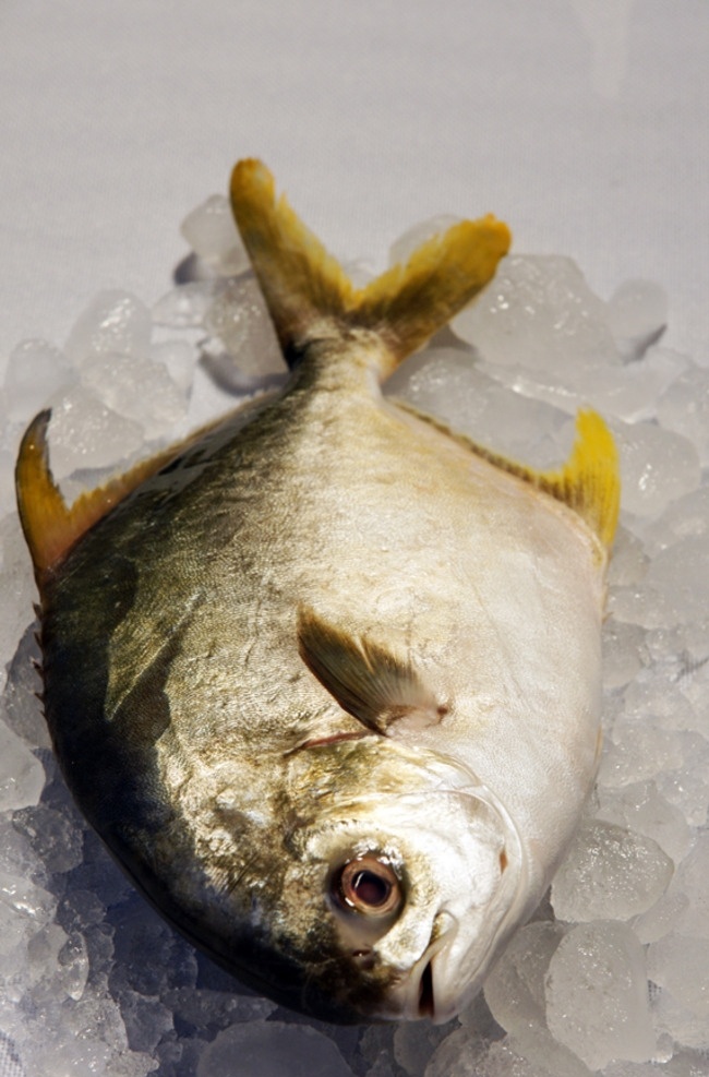 金鲳鱼 海鲜 海鲜金鲳鱼 冰鲜 鱼 生物世界 鱼类