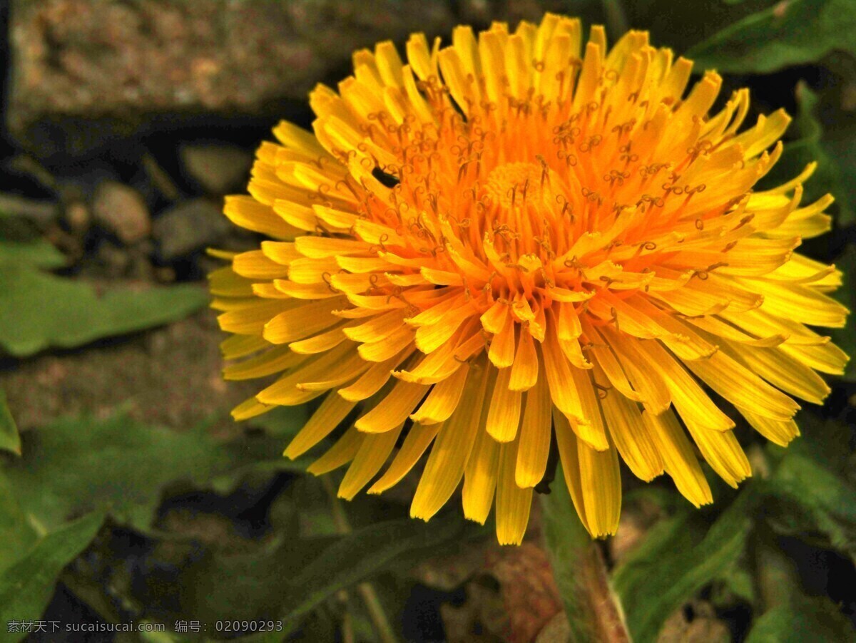 黄菊花 菊花 野菊花 野生花朵 黄花 花朵 鲜花 花卉 花 花草 雏菊 生物世界