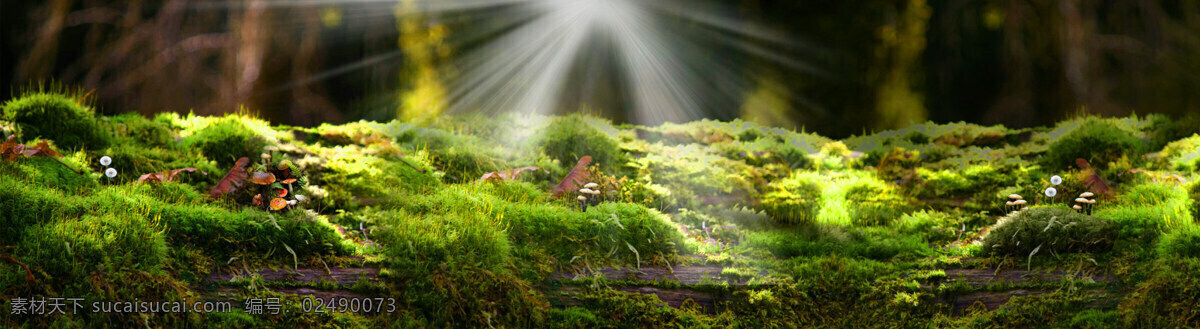 绿色 森林 阳光 banner 背景 绿色大树 草地 景色