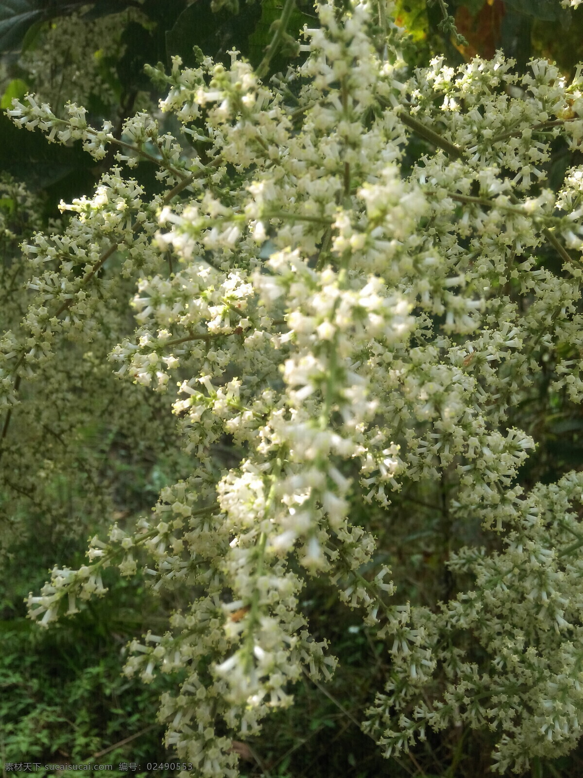 五倍子花 花 五倍子 植物 野花 白话 小花 花簇 生物世界 花草