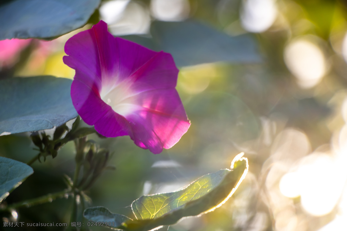 花 花卉 植物 自然 园艺 绿色 花瓣 装饰 园林 户外 矮牵牛花 紫色花 生物世界 花草