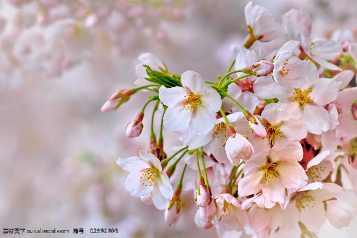 美丽 粉色 花朵 粉色花朵 梦幻背景 鲜花 植物 花卉 花草树木 生物世界