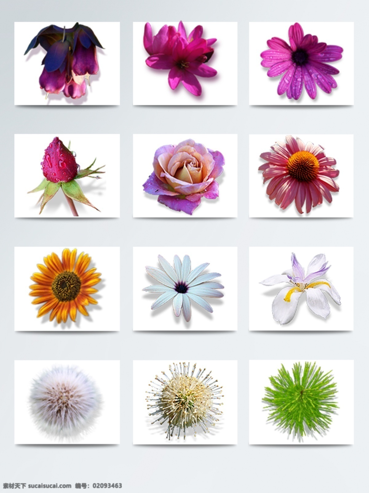花朵 高清 仿真 图标素材 高清花朵图片 花朵高清图片 花朵素材 花朵图片 美丽花朵