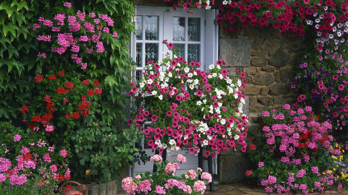 花丛小屋 鲜花 房屋 背景 黑色