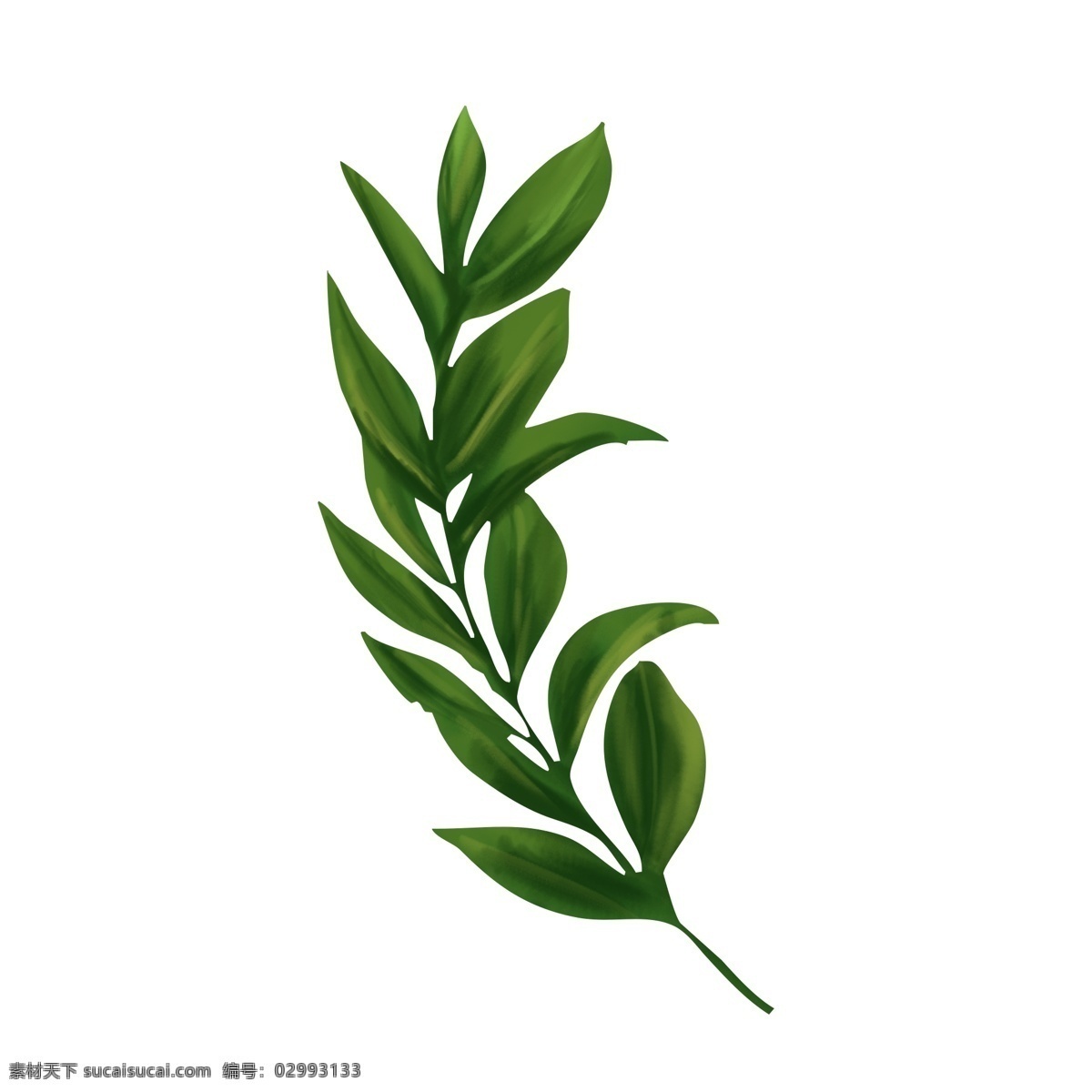 手绘 绿叶 元素 插画 叶子 绿色 ps 可商用 树枝