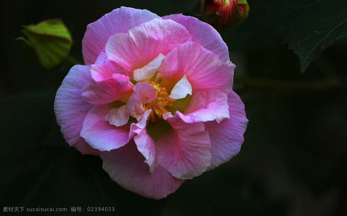 深秋 木芙蓉 红花 花蕊 花瓣 生物世界 花草