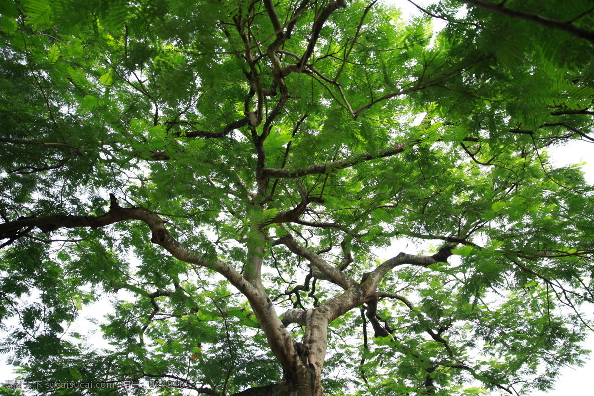 合欢树 合欢 树 古树 大树 树木树叶 生物世界