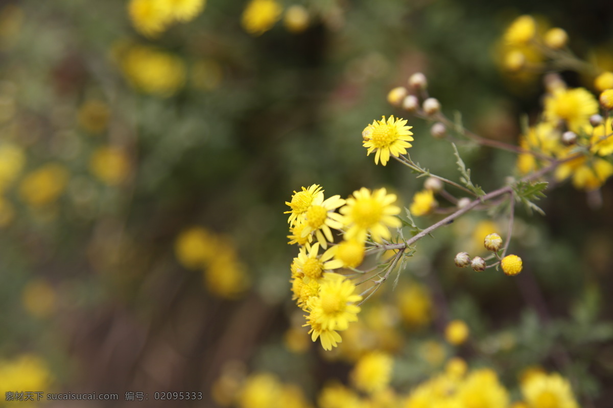小黄花 小野花 野花 黄花 小花 小蜜蜂 自然景观 自然风景