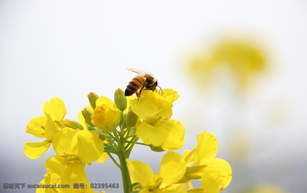 油菜花蜂蜜 油菜花 蜂蜜 蜜蜂 风景 自然 生物世界 昆虫