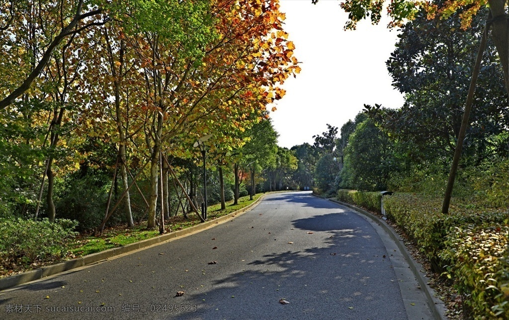 秋日林荫道 林荫道 绿道 森林 绿化 秋景 秋天 自然景观 自然风景