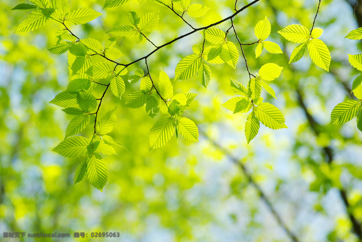 绿叶树枝 树木 树枝 植物 绿叶 茂盛 繁荣 树木树叶 生物世界