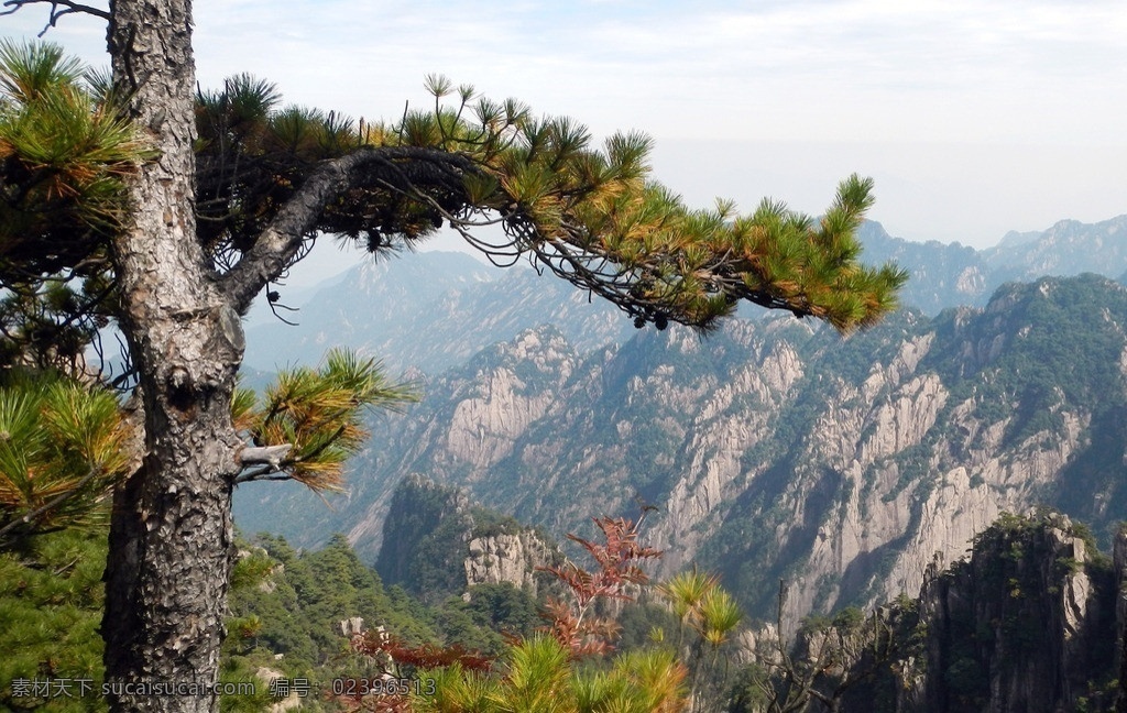 黄山 大山 风景 山峦 绿树 树枝 黄山风景 黄山北海区 松树 国内旅游 旅游摄影