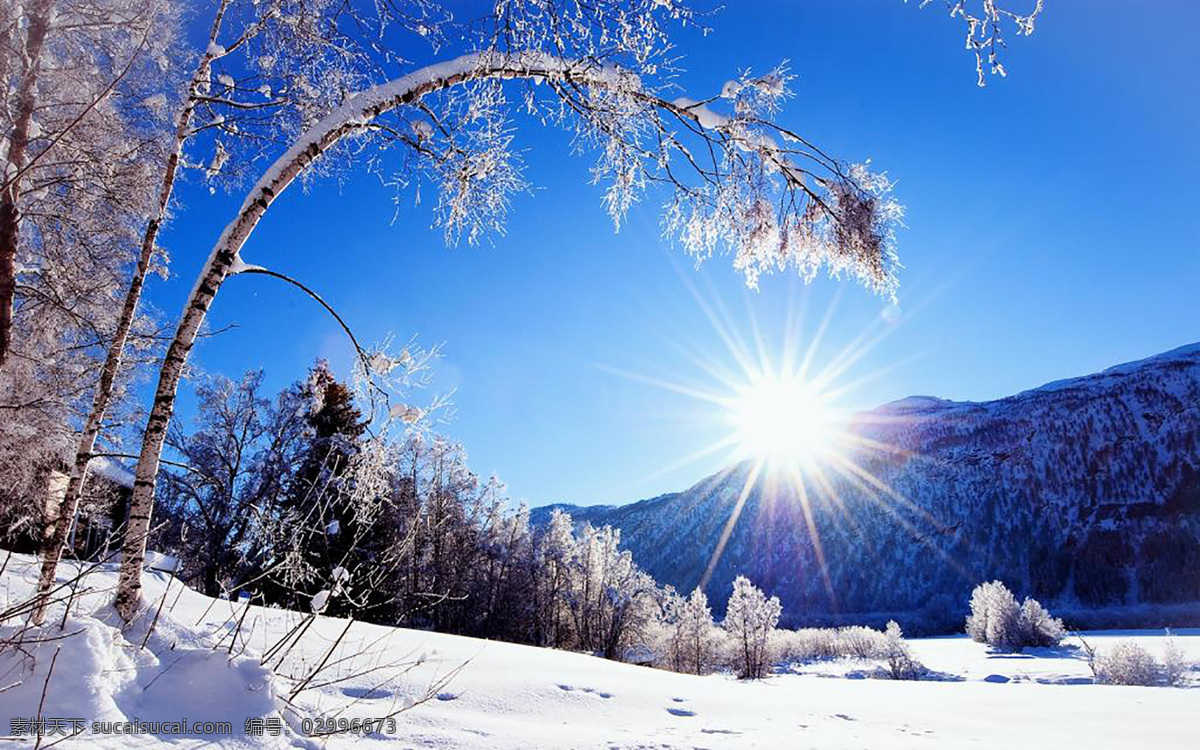 雪天 艳阳 朝阳 背景 自然 背景自然 垂柳 垂树木 雪地 蓝天 天空 雪地树木 背景素材 自然景观 自然风光