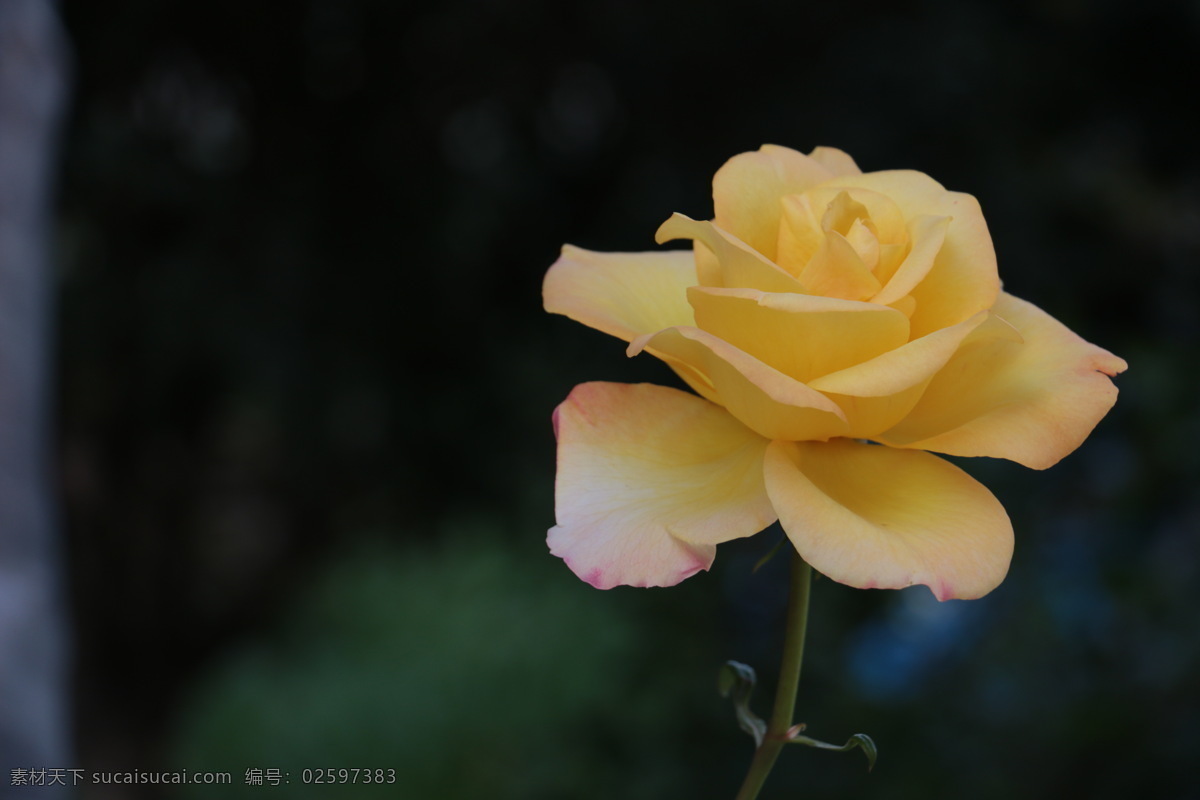 月季花开 风景 绿色 月季花 春天 花瓣 花朵 树 花开 旅游摄影 自然风景 花草 生物世界