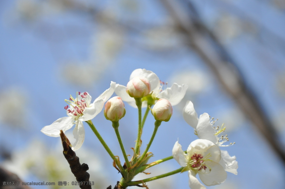 梨花 春天 花草 花朵 蓝天 生物世界 自然 psd源文件