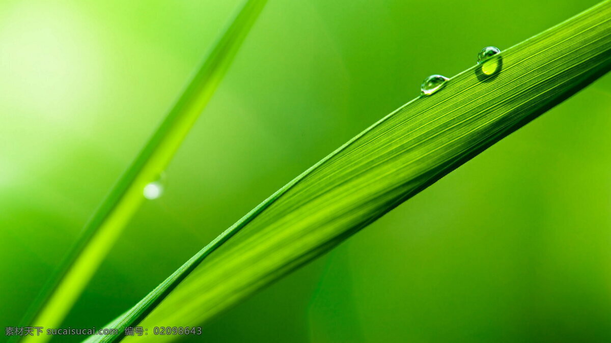 绿草 水滴 露珠 水珠 绿色背景 草绿 静物微距 生物世界 花草