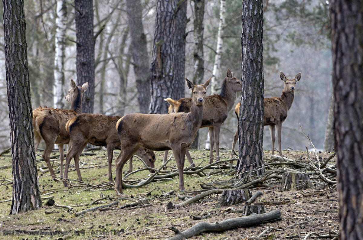 树林 里 鹿 野生动物 动物世界 摄影图 陆地动物 生物世界