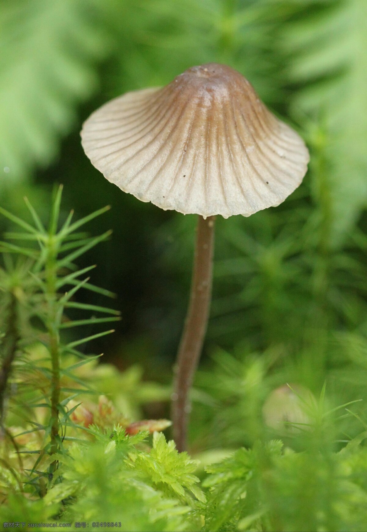 野生菌 蘑菇 野生蘑菇 菌类 美食 美味 食物 食材 花草植物树木 生物世界 其他生物