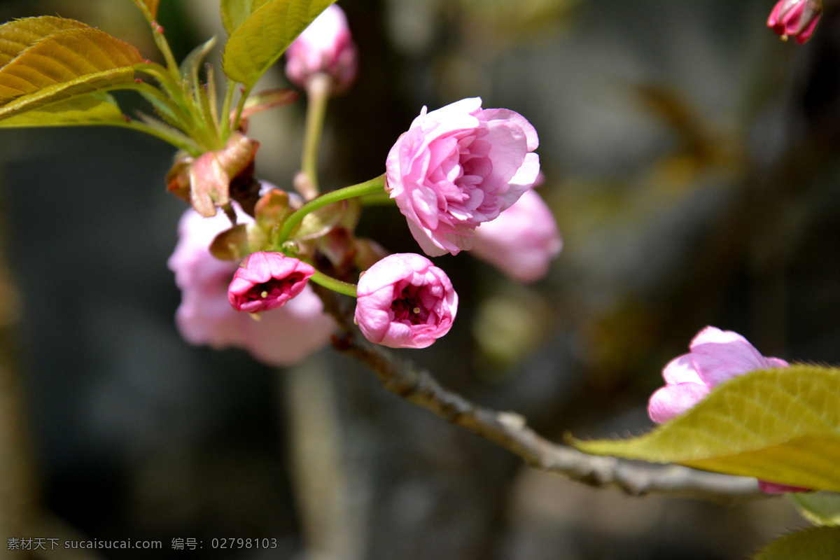 海堂花 海堂 树叶 绿叶 树枝 鲜花 红花 花朵 花瓣 花蕊 花苞 春暖花开 生物世界 花草 粉色花