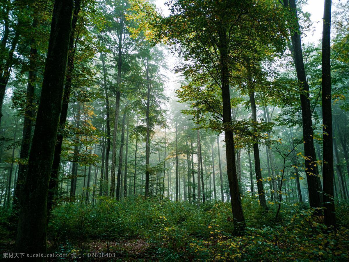 森林 自然 树林 植被 密集 草地 背景 风景 生物世界 树木树叶 各类素材