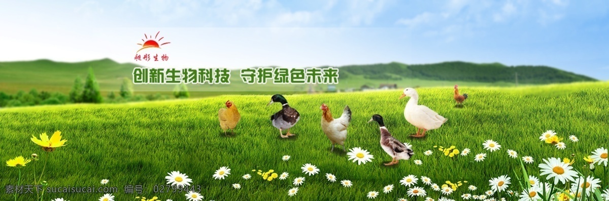 绿色养殖 绿色 养殖 鸡鸭 生物 绿地