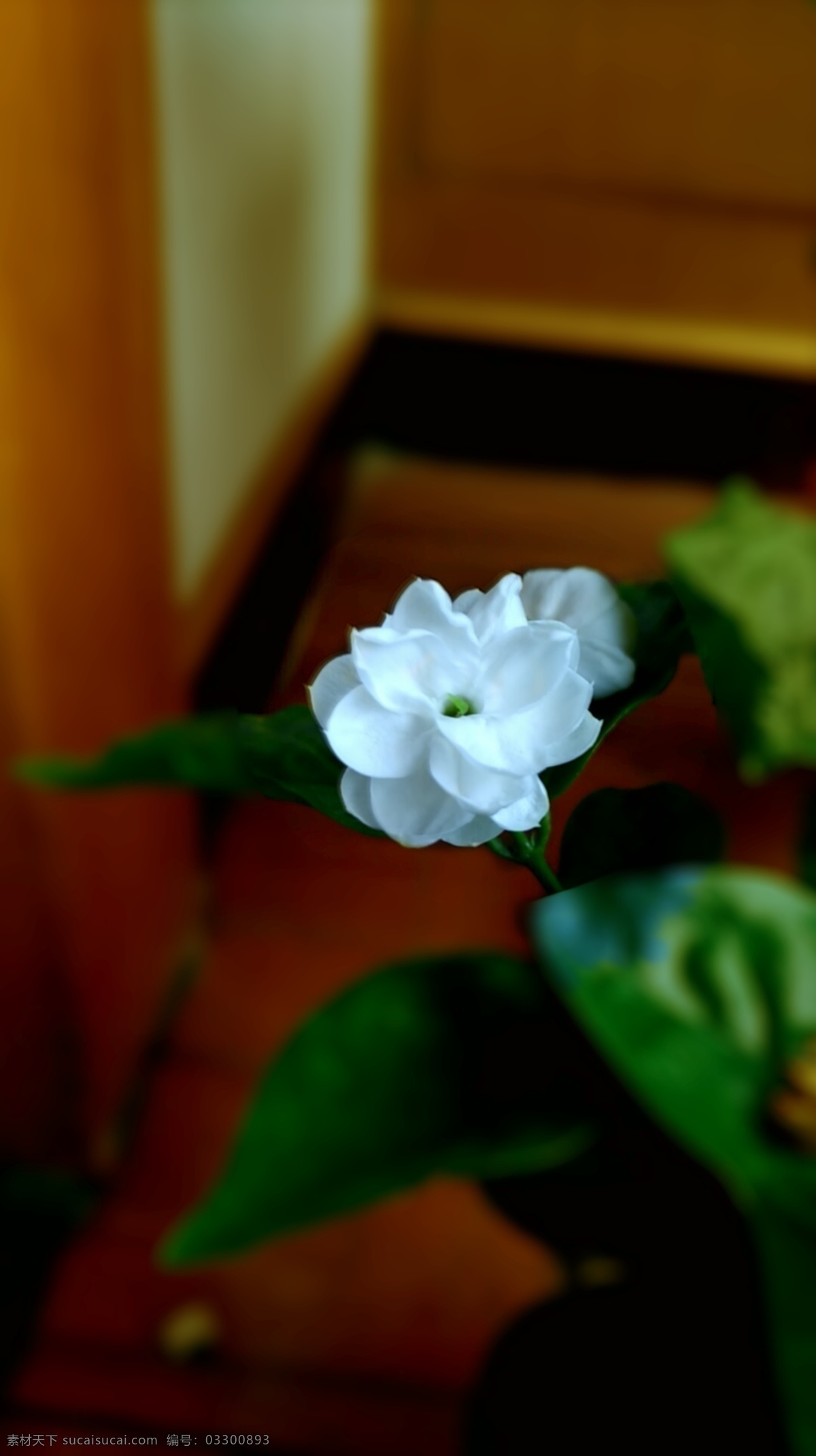 白色花 背景图 花背景 虚化 黑色